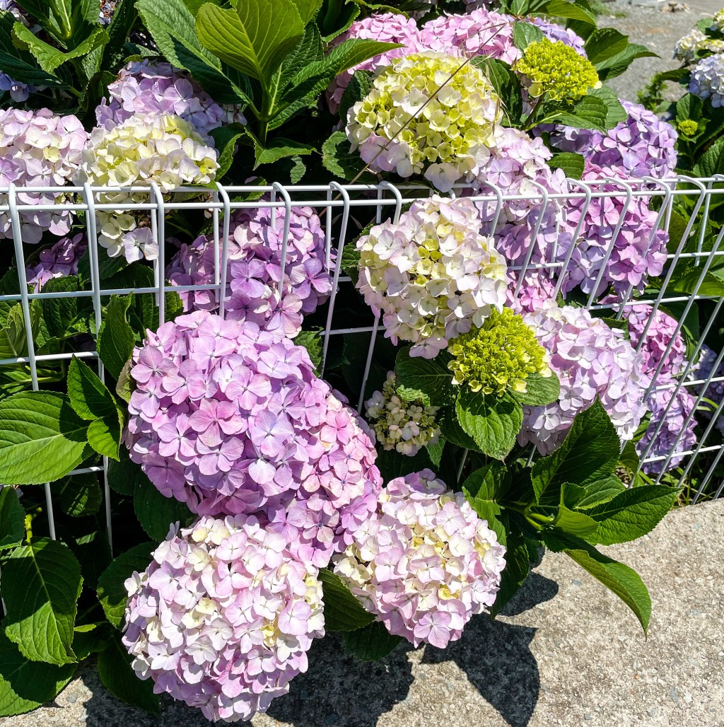 The fruitfulness of the&nbsp;womb